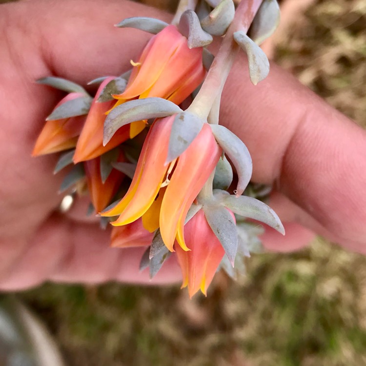 plant image 1007706