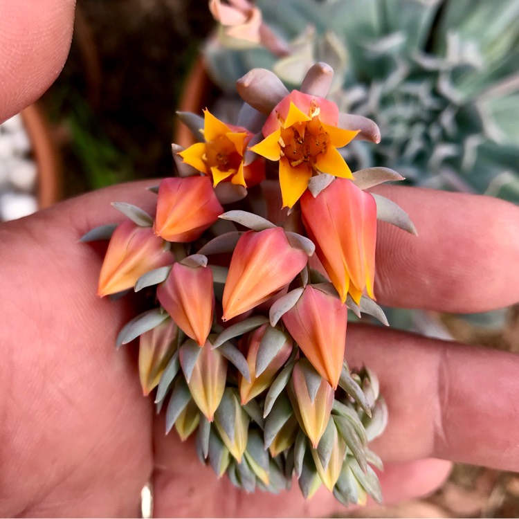 plant image 1007707