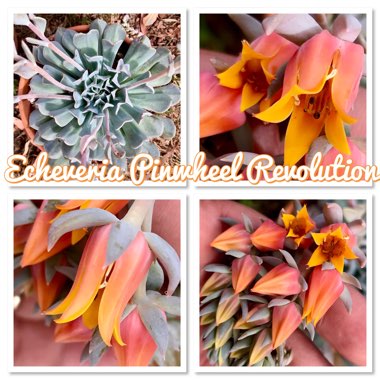 Echeveria Pinwheel Revolution