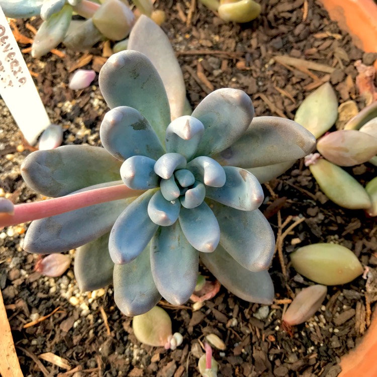 plant image 1008494 plant image 1008494