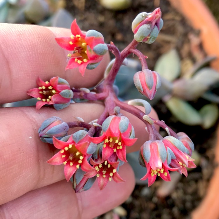 plant image 1008495 plant image 1008495