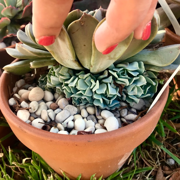 plant image 1008527
