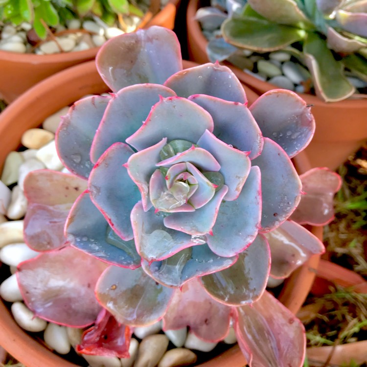 plant image 1009067 plant image 1009067