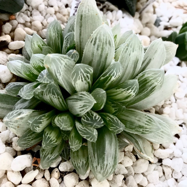 plant image 1010109 plant image 1010109