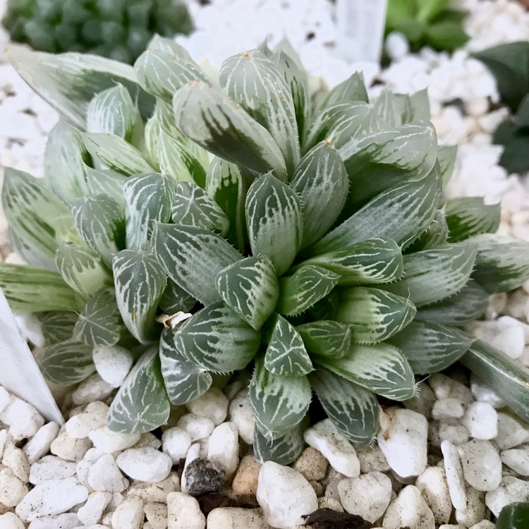 Plant image Haworthia Cooperi Variegata