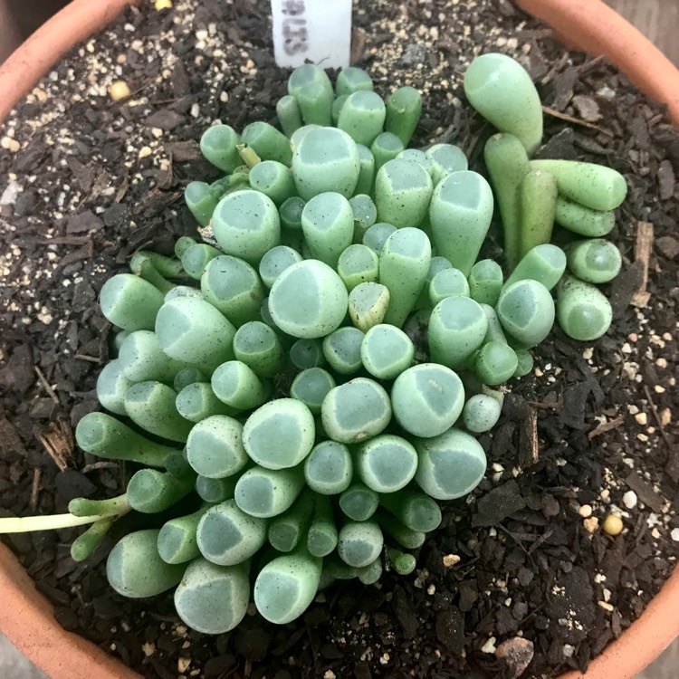 plant image 1010617 plant image 1010617