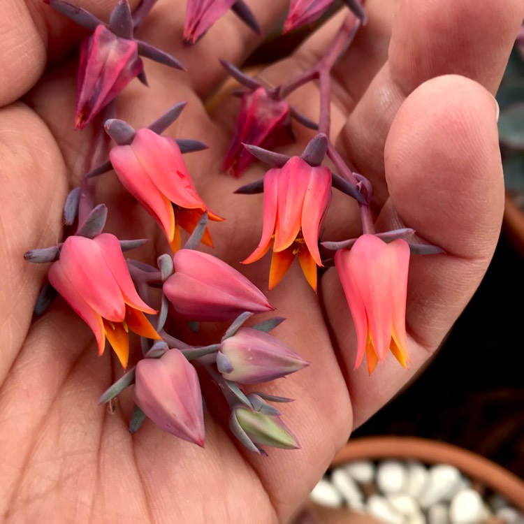 plant image 1011088