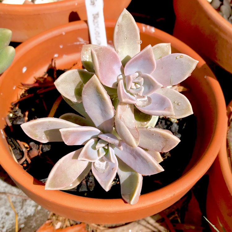 plant image 1012505 plant image 1012505