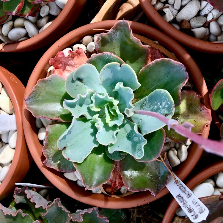 plant image 1012527