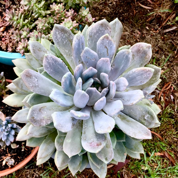 plant image 1012650 plant image 1012650