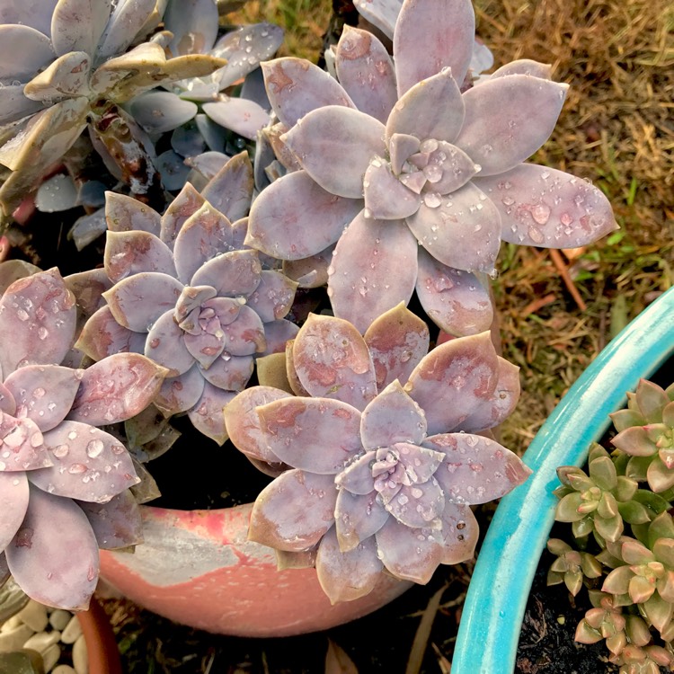 plant image 1013825 plant image 1013825