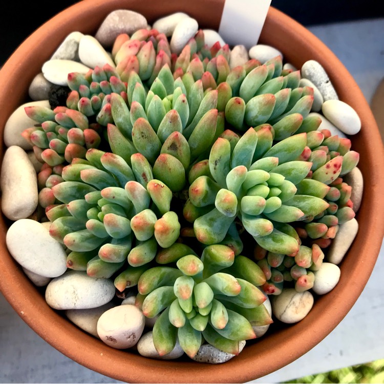 plant image 1018381