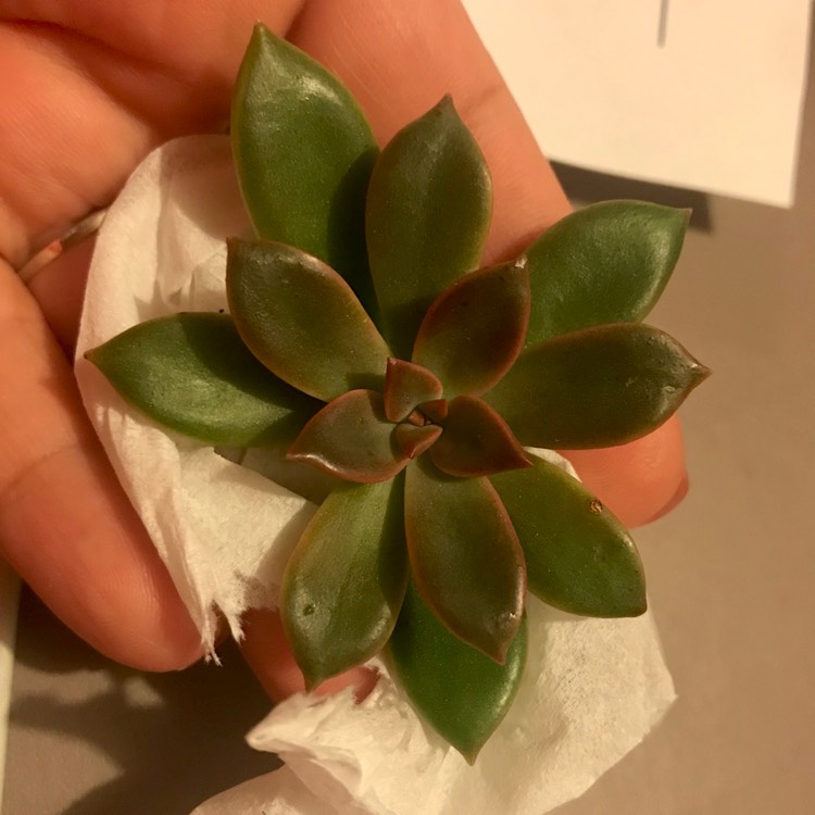 Plant image xGraptoveria Rubra