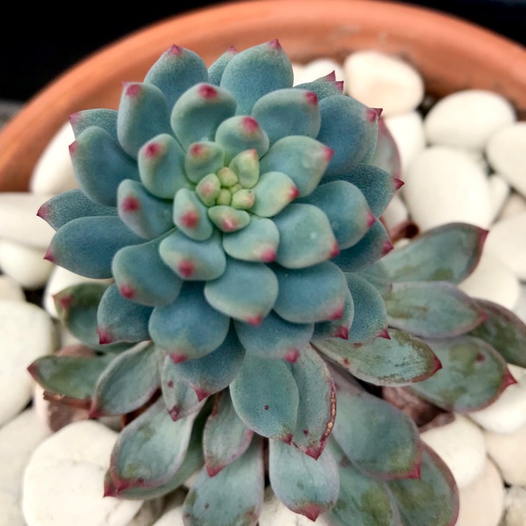Plant image xSedeveria Blue Elf