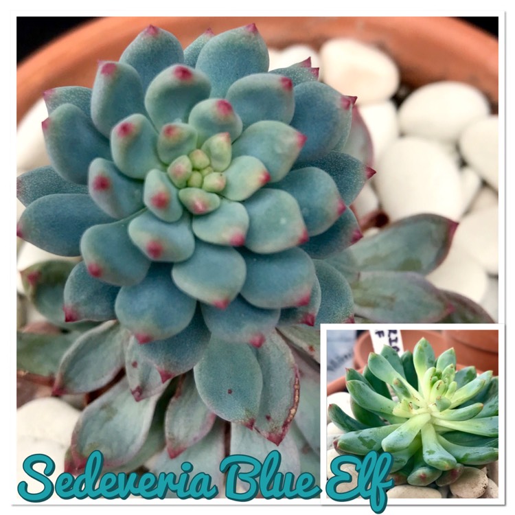 Plant image xSedeveria Blue Elf
