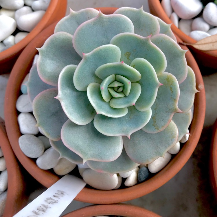 plant image 1020363 plant image 1020363