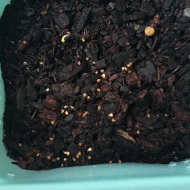 Lithops Salicola Maticulata C086