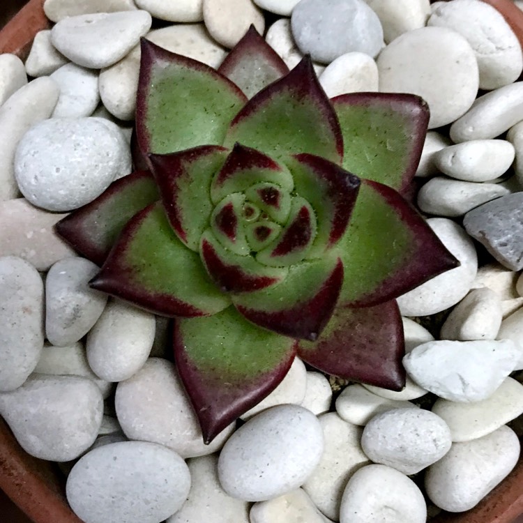 plant image 1020784