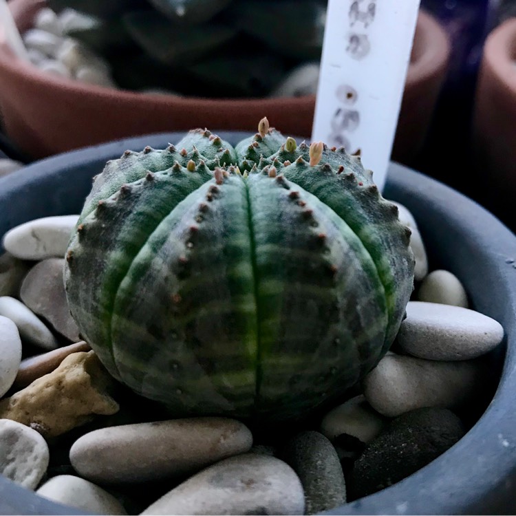 plant image 1022542 plant image 1022542