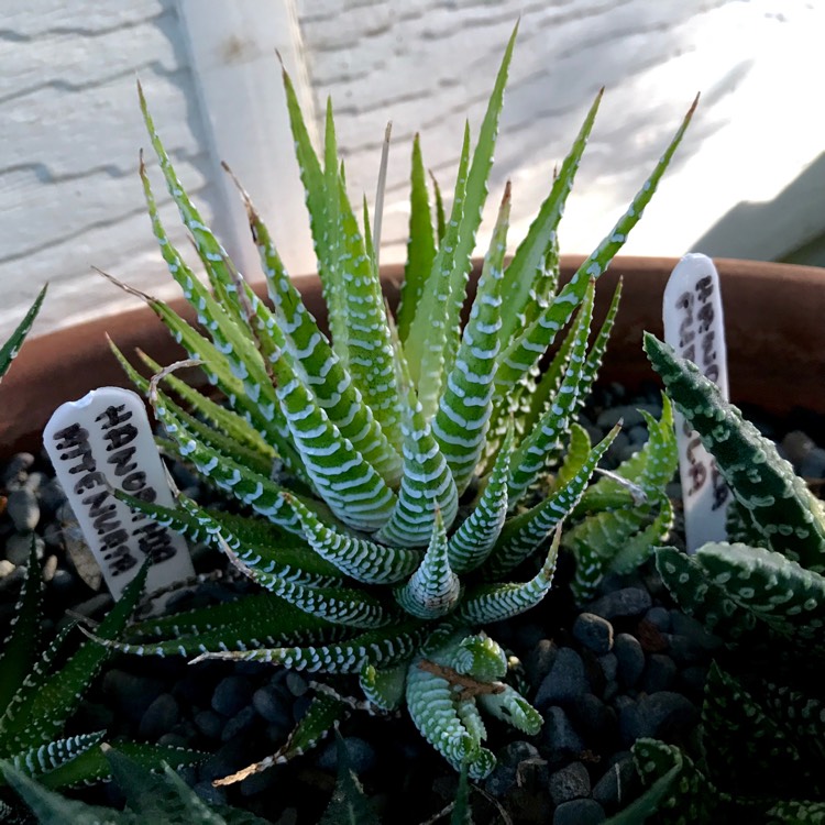 plant image 1023616