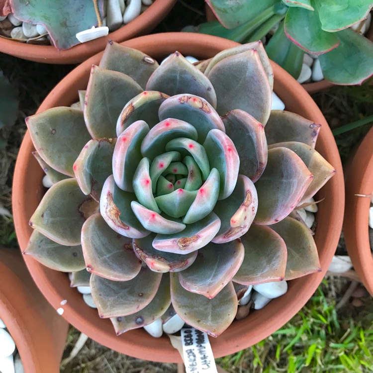 plant image 1023630