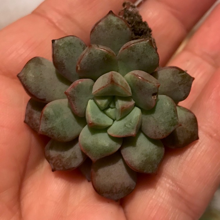 plant image 1025676