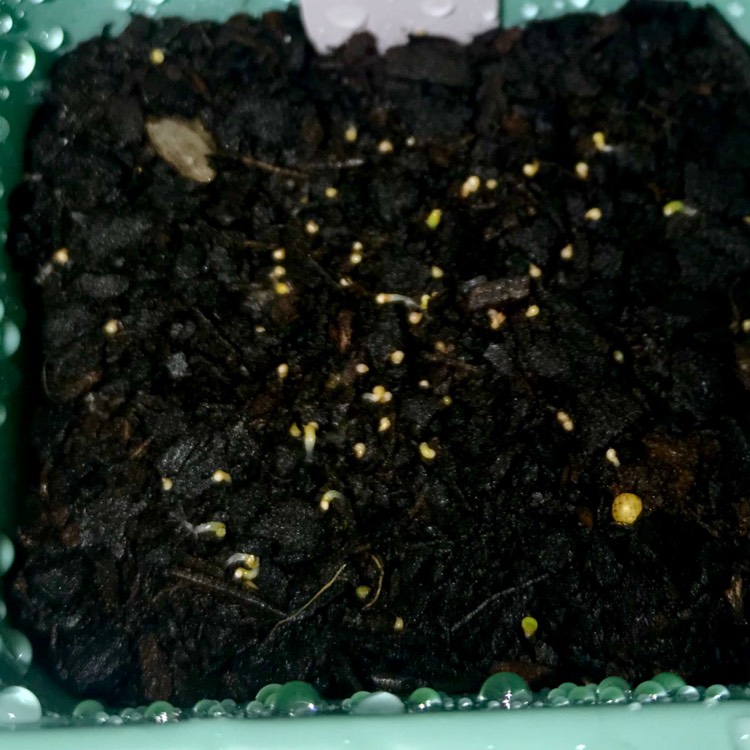plant image 1025687