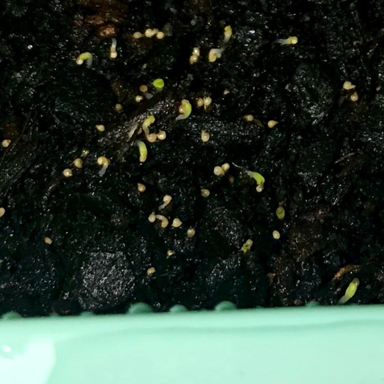 plant image 1025691