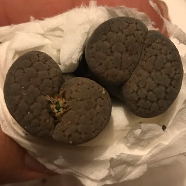 Lithops Verruculosa C120
