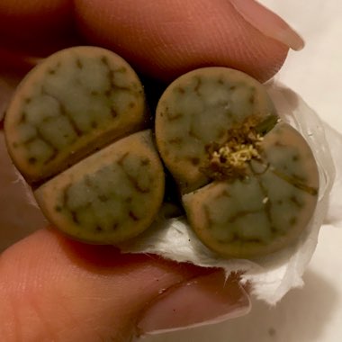Lithops Karasmontana Lericheana C267