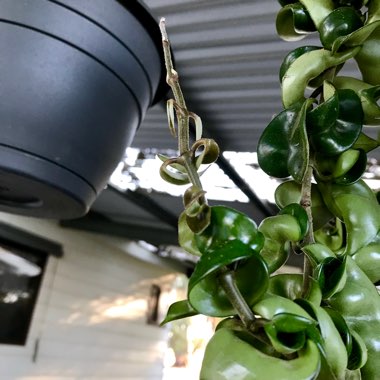 Hoya carnosa 'Compacta'