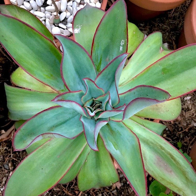 plant image 1026775 plant image 1026775