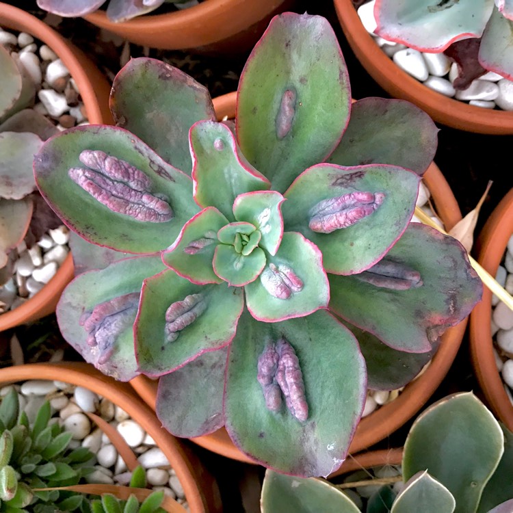 plant image 1026916 plant image 1026916
