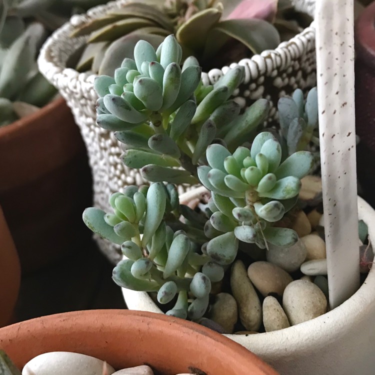 plant image 1026946
