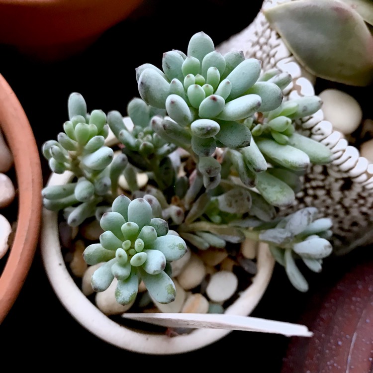 plant image 1026948