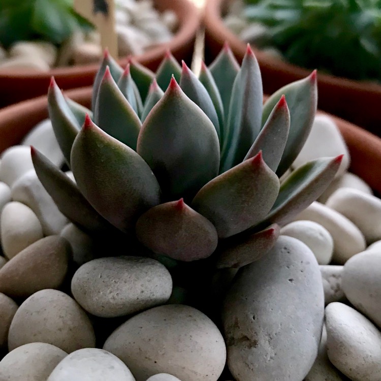 plant image 1027011