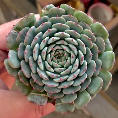 Echeveria Minima x Tuxpan