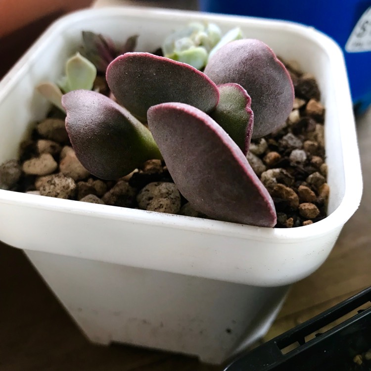 Plant image Adromischus Mirianiae v. Hallii