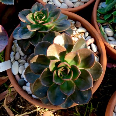 Echeveria Melaco