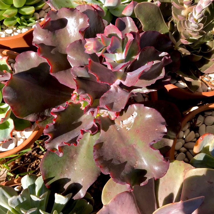 plant image 1043005 plant image 1043005