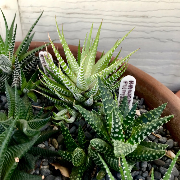 plant image 1043539