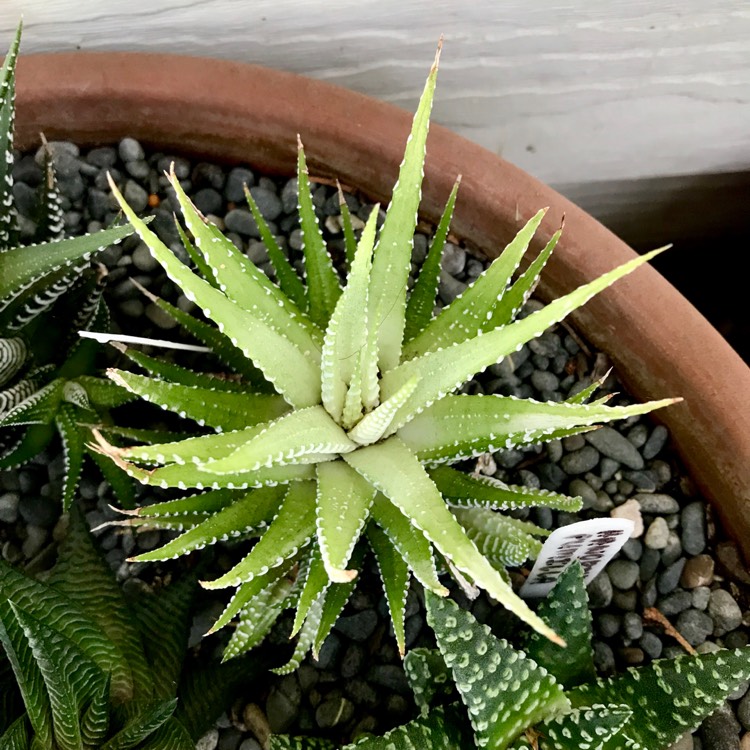 plant image 1043540