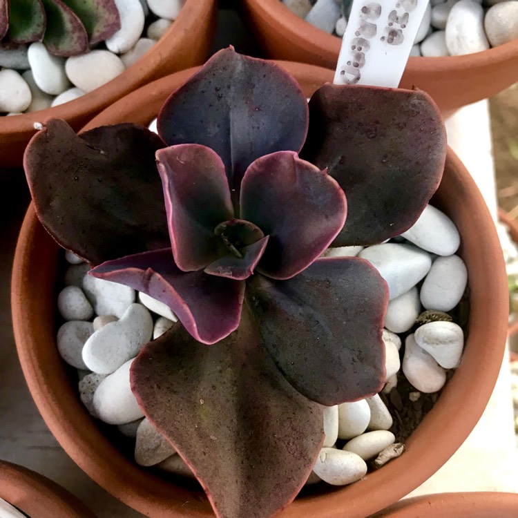 plant image 1043563