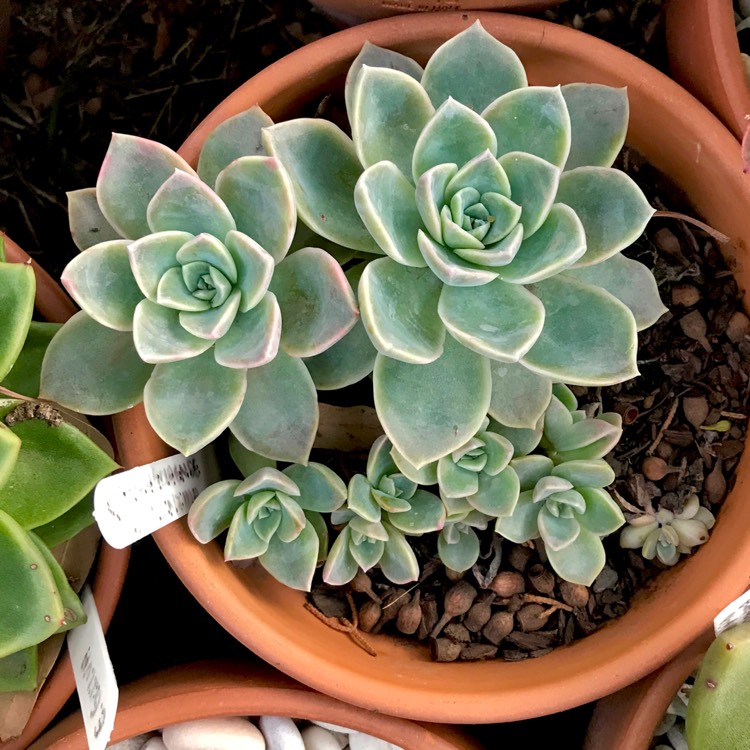 plant image 1043667 plant image 1043667