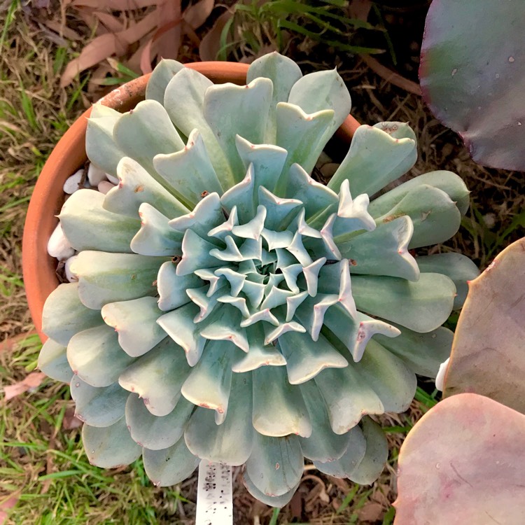 plant image 1043668