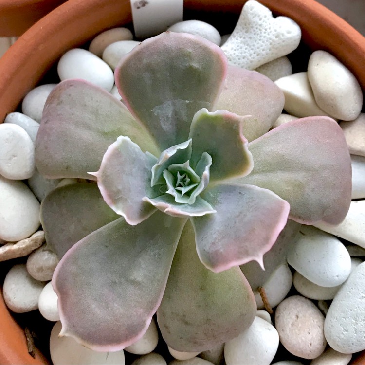 plant image 1043710