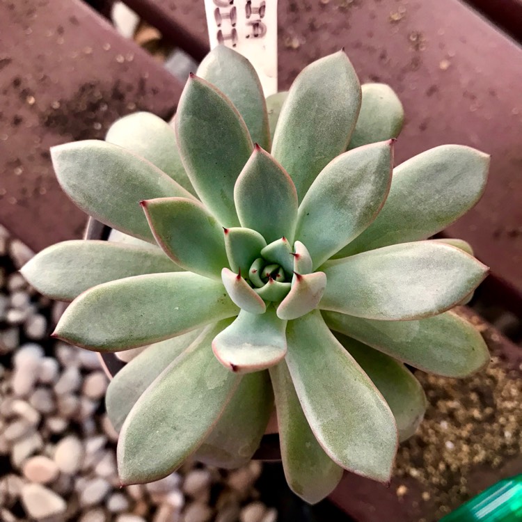plant image 1043742 plant image 1043742