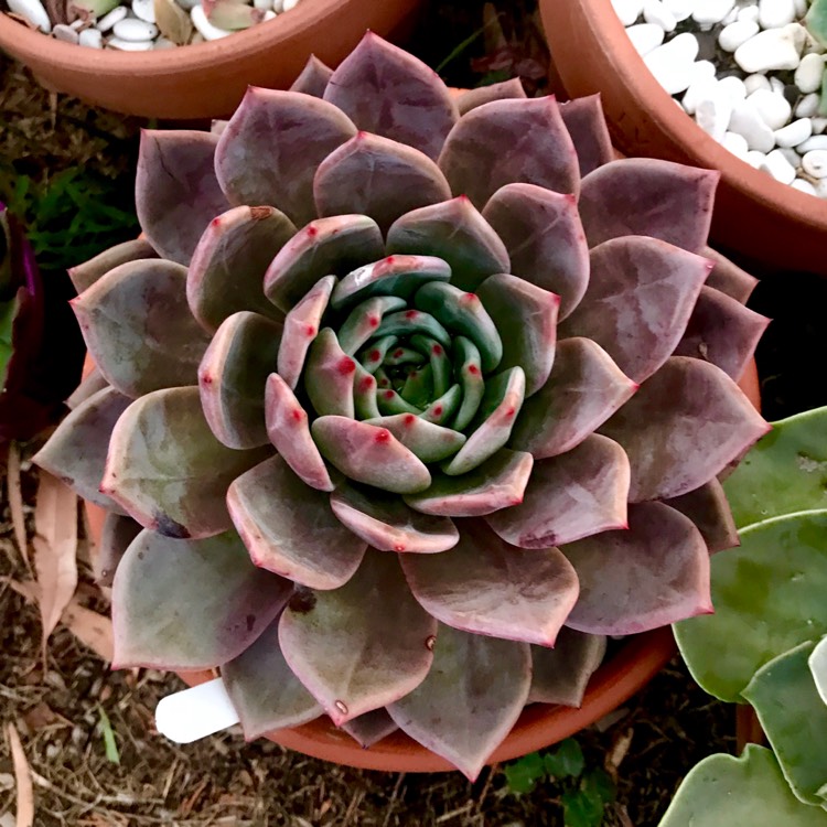 plant image 1043755 plant image 1043755