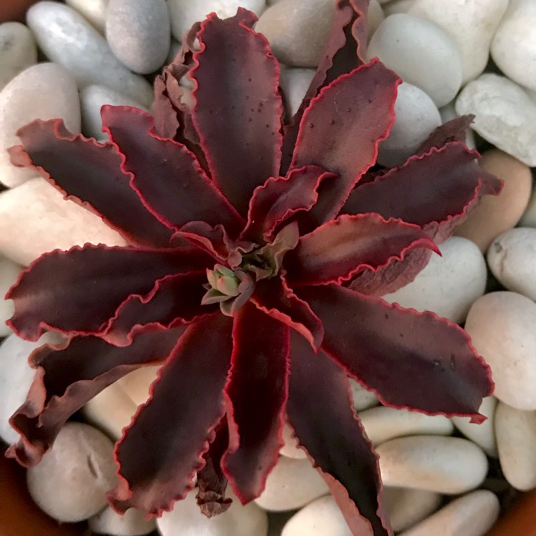 plant image 1043834