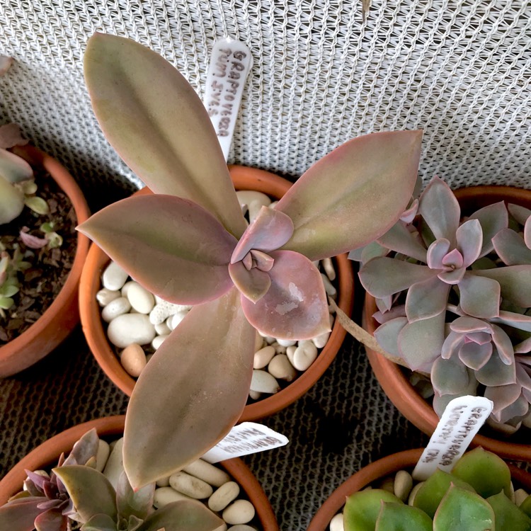 plant image 1045426